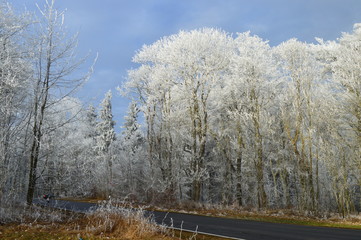 Straße in den winterlichen Wald