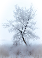 Fototapeta premium Winter's tree
