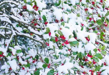 Holly tree and berries covered with winter snow