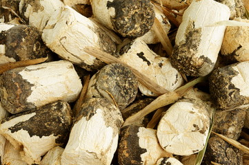 Sawdust cubes of expired mushroom