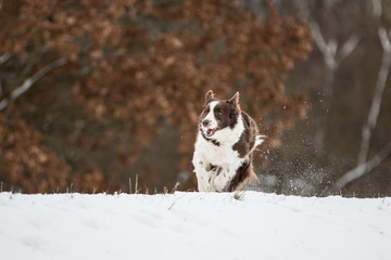 Border Collie tobt und liegt im Schnee