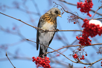 Fieldfare (Turdus pilaris) on rowan tree