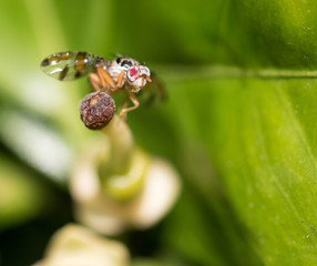 Fruit fly on leaf
