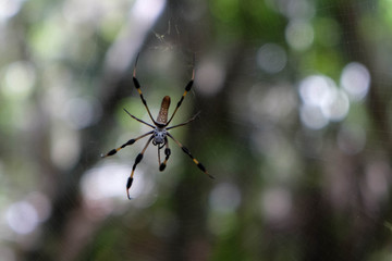 Large Spider in the Woods 