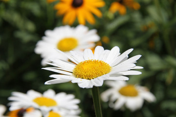 Obraz premium Shasta daisies 