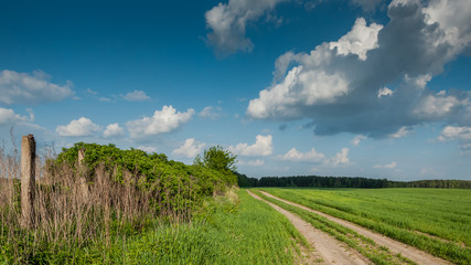 rural landscape. the field dirt road along bushes to the wood under the blue cloudy sky