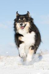 Australian Shepherd tobt durch den Schnee