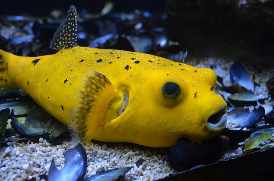 Gelber Kofferfisch mit schwarzen Punkten