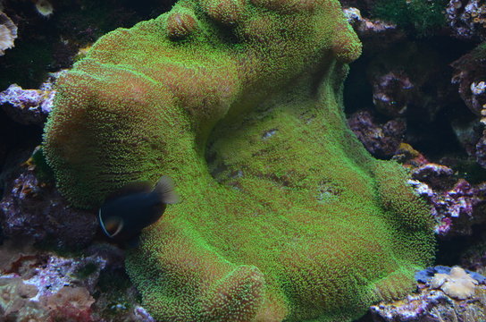 Koralle mit Fisch