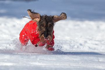 Cane Bassotto corre sulla neve