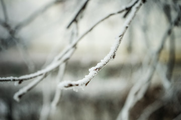 Frozen Branches