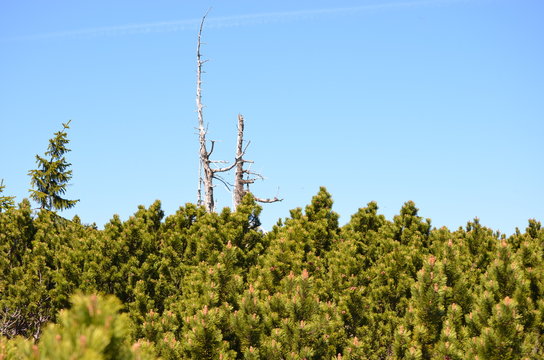 Abgestorbener Baum hinter Nadelb&auml;umen
