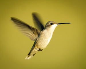 Fototapeta na wymiar Hummingbird in flight