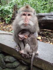 Singes de Monkey Forest