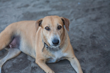 Obraz premium Dog