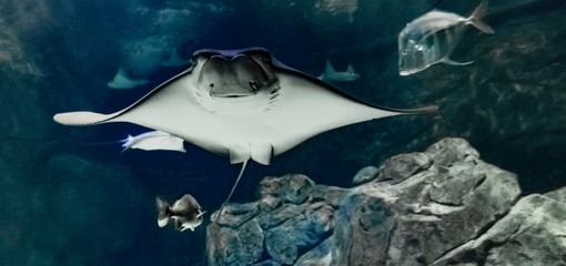 Stingray