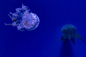 2 Australian Jellyfish on a blue backdrop