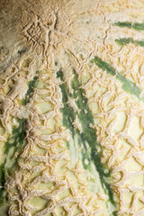 melon © Eléonore H