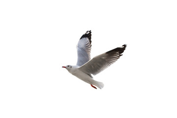 Fototapeta premium Seagull flying isolated on white background - clipping paths