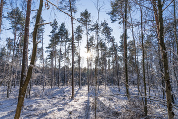 Rays of the sun fall on the branches of tree. Forest in the sun rays in winter season
