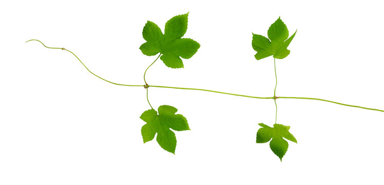 The branch of hops with young leaves, isolated without shadow.