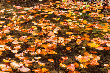 Carpathian river by autumn time