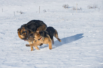 German Shepherds in the snow