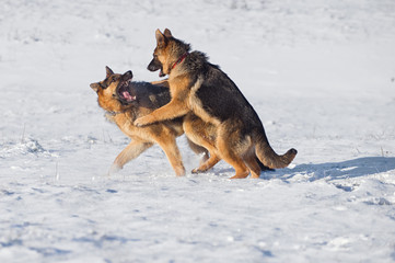German Shepherds in the snow