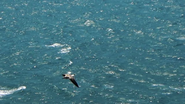 Seagull flying over the sea with rock cliffs yaylata kaliakra bulgaria
