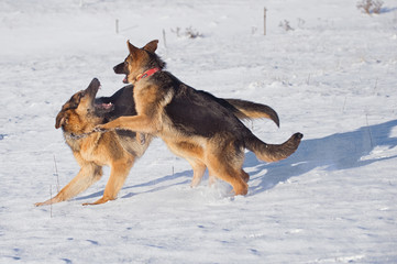 German Shepherds in the snow