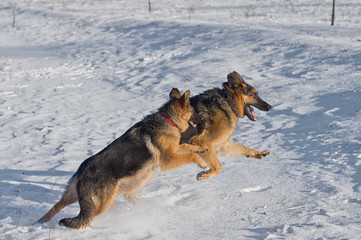German Shepherds in the snow