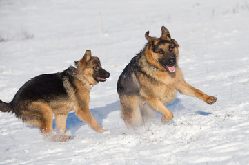 German Shepherds in the snow