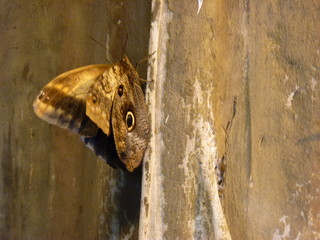 A beautiful big brown butterfly on a brown background