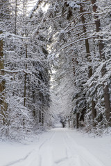 Winter road in the forest on a sunny day
