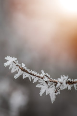 Close up image of some frozen pine branches. 