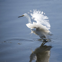 Egret ready for flight