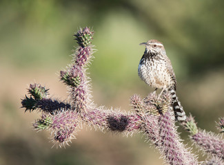 Cactus Wren