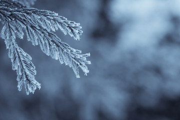 Close up image of some frozen pine branches. 