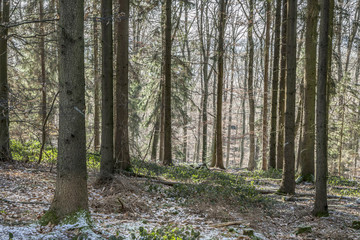 Lovely frozen path. Winter countryside. Snow forest. Lovely wood