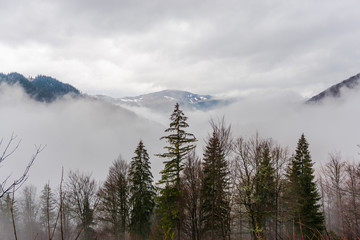 Winter in carpathian mountains