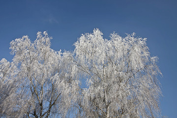 Winter, white frozen birch branches covered by snow