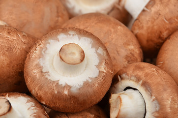 Champignon (True mushroom)