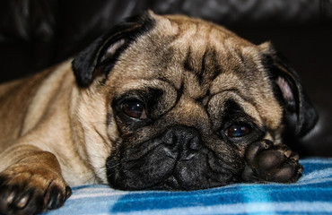 Portrait of a male Pug puppy