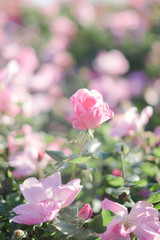 Fototapeta premium Rosier français