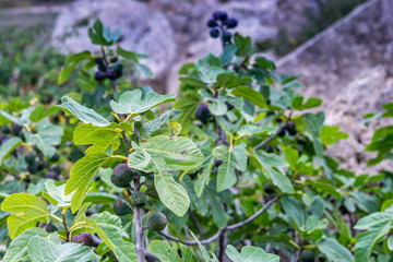 Detail view of fig-tree in Sicily