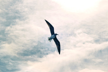 Fototapeta na wymiar alone seagull in the sky