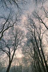 Plakat Baumkronen mit Frost im Winter
