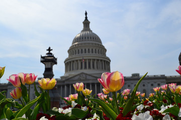 Capitol tulips