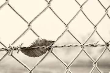barbed wire with dry tree leaf