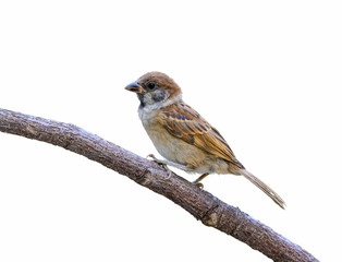 Eurasian Tree Sparrow(Passer montanus), bird isolated on branch with white background.